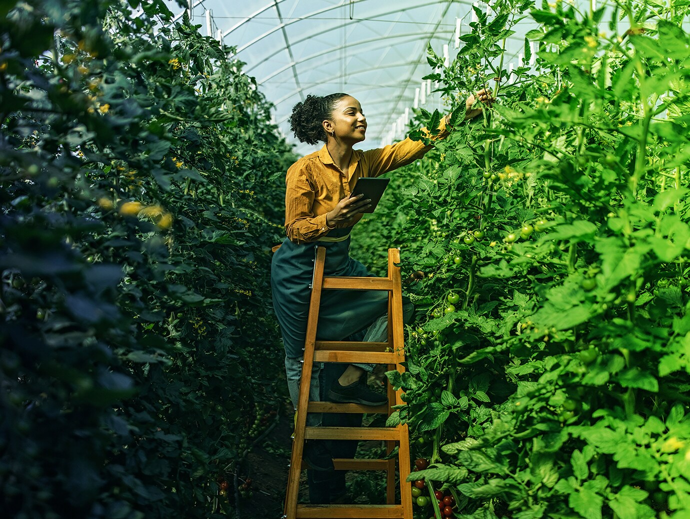 A woman on a step-ladder between rows of tomato plants in a glasshouse