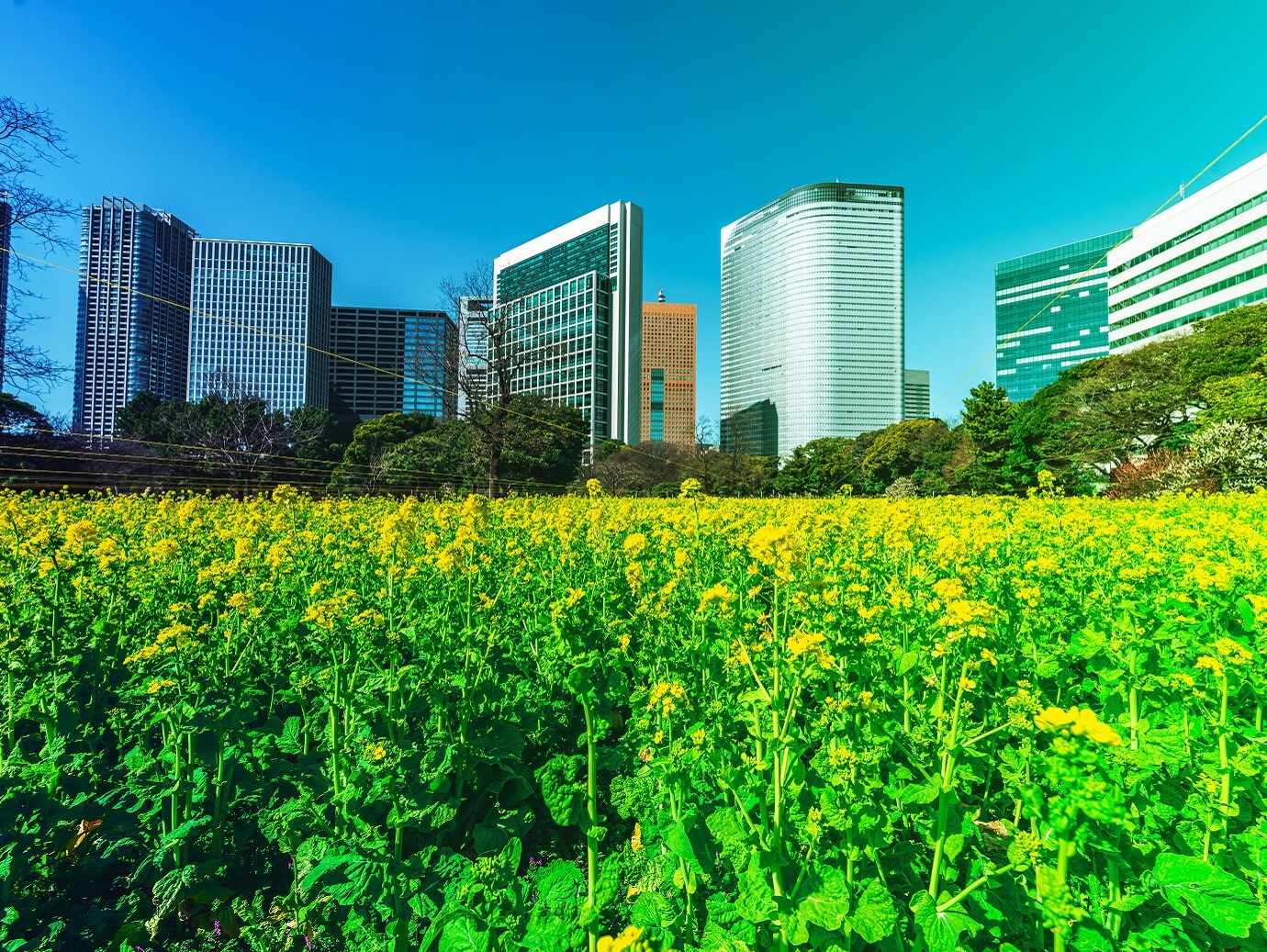 A view of garden in a technology park